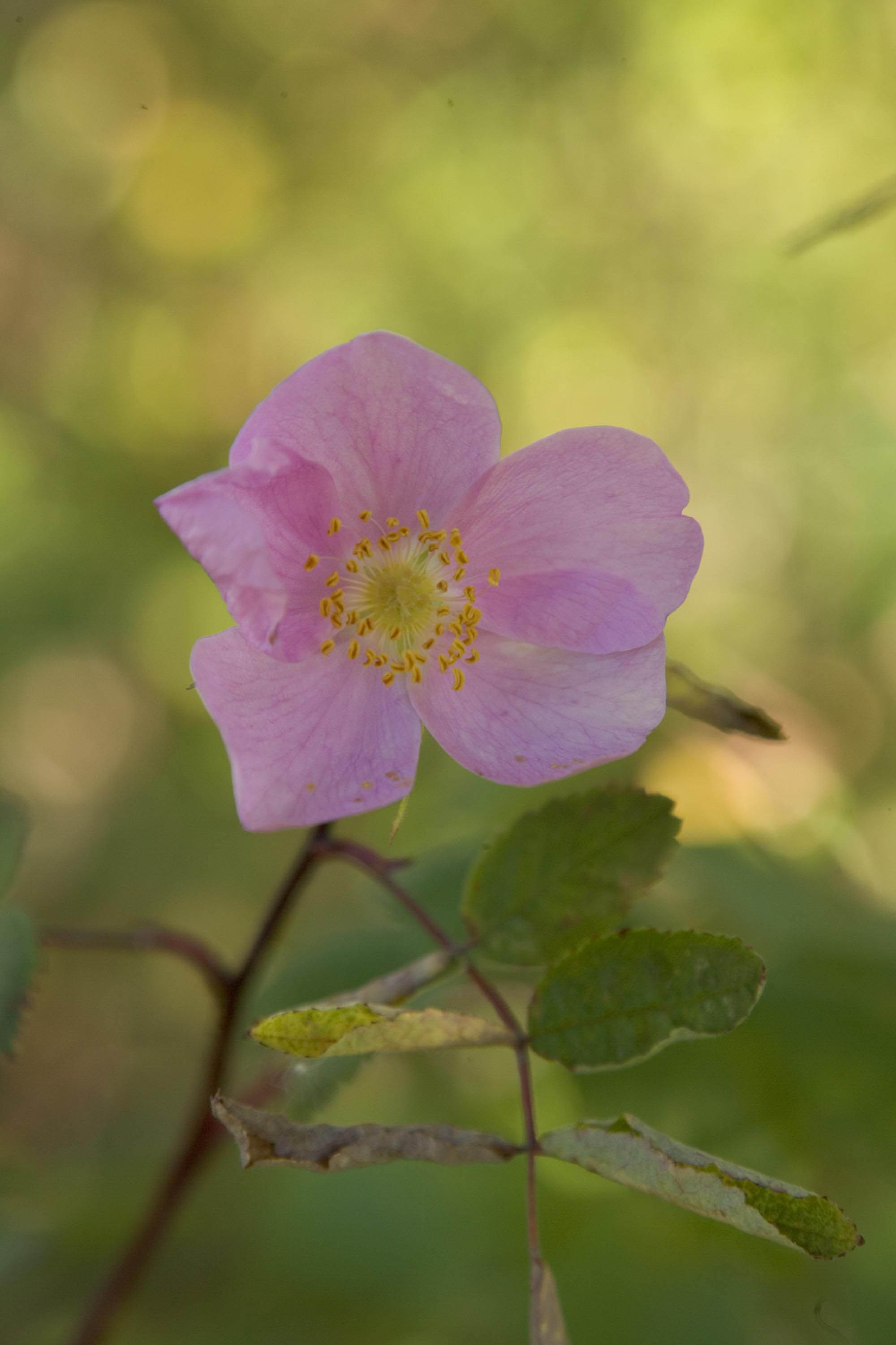 wild-rose